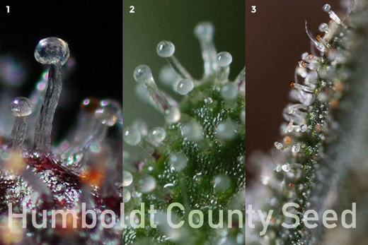Humboldt County Seed Company